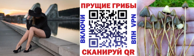 Псилоцибиновые грибы MAGIC MUSHROOMS где купить наркотик Дно